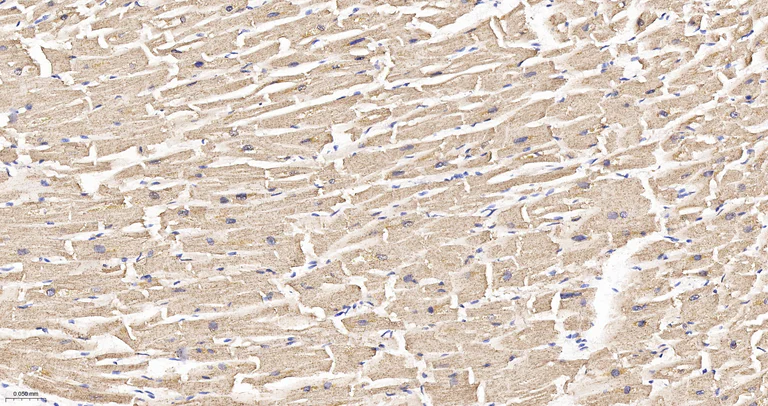 Immunohistochemistry (Formalin/PFA-fixed paraffin-embedded sections) - Anti-OPA1 antibody [9A7] (AB326711)