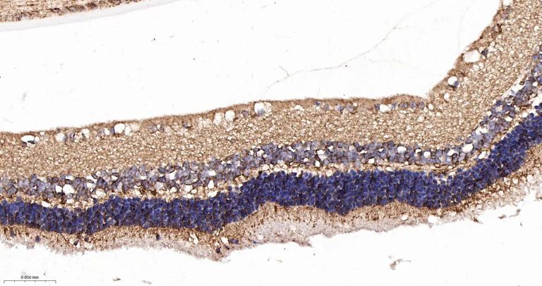 Immunohistochemistry (Formalin/PFA-fixed paraffin-embedded sections) - Anti-OPA1 antibody [9A7] (AB326711)