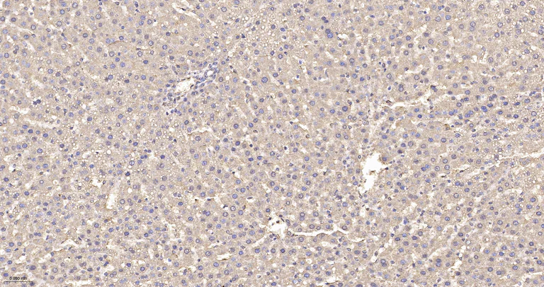 Immunohistochemistry (Formalin/PFA-fixed paraffin-embedded sections) - Anti-OPA1 antibody [9A7] (AB326711)
