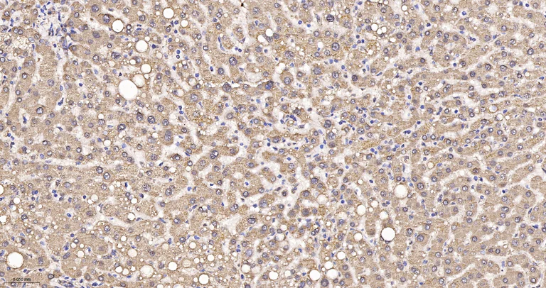 Immunohistochemistry (Formalin/PFA-fixed paraffin-embedded sections) - Anti-OPA1 antibody [9A7] (AB326711)