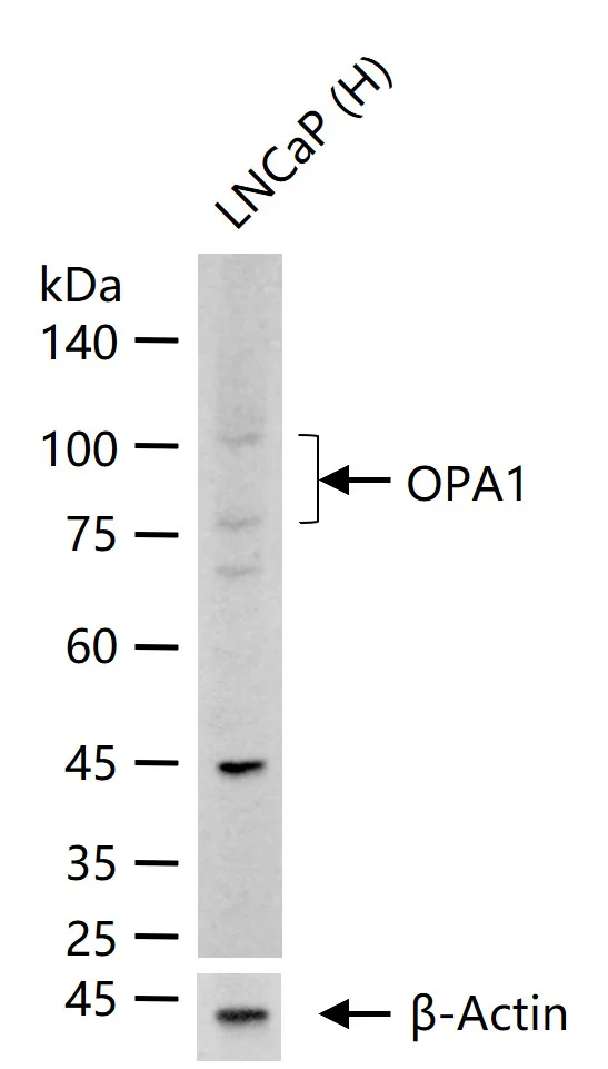 Western blot - Anti-OPA1 antibody [9A7] (AB326711)