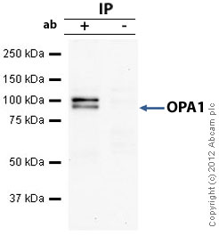 Immunoprecipitation - Anti-OPA1 antibody (AB42364), expandable thumbnail