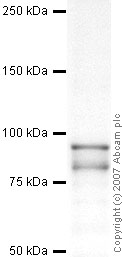 Western blot - Anti-OPA1 antibody (AB42364), expandable thumbnail