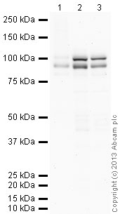 Western blot - Anti-OPA1 antibody (AB42364), expandable thumbnail