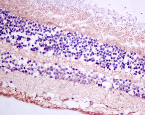 Immunohistochemistry (Formalin/PFA-fixed paraffin-embedded sections) - Anti-OPA1 antibody [EPR11057(B)] (AB157457), expandable thumbnail