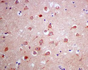 Immunohistochemistry (Formalin/PFA-fixed paraffin-embedded sections) - Anti-OPA1 antibody [EPR11057(B)] (AB157457), expandable thumbnail