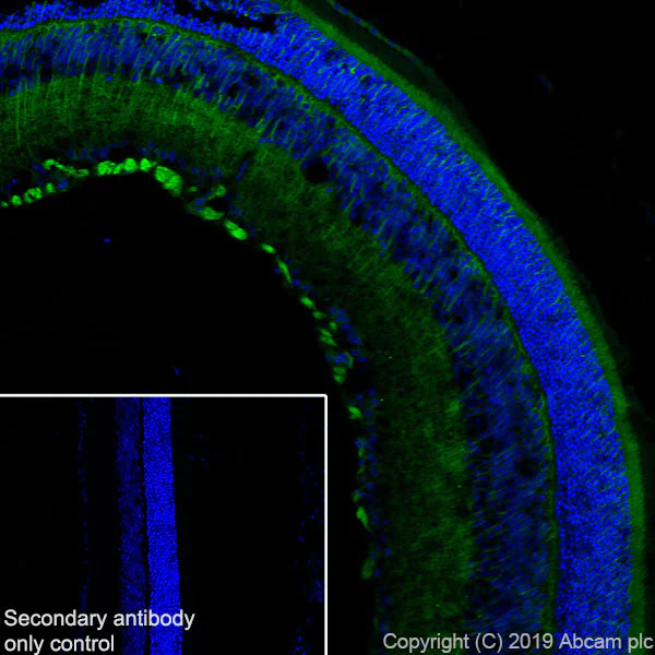 Immunohistochemistry (Frozen sections) - Anti-OPA1 antibody [EPR11057(B)] - BSA and Azide free (AB240143)
