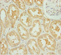 Immunohistochemistry (Formalin/PFA-fixed paraffin-embedded sections) - Anti-OPA3 antibody (AB230205)