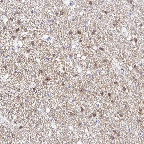 Immunohistochemistry (Formalin/PFA-fixed paraffin-embedded sections) - Anti-OPALIN antibody (AB121425)