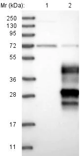 Western blot - Anti-OPALIN antibody (AB121425)