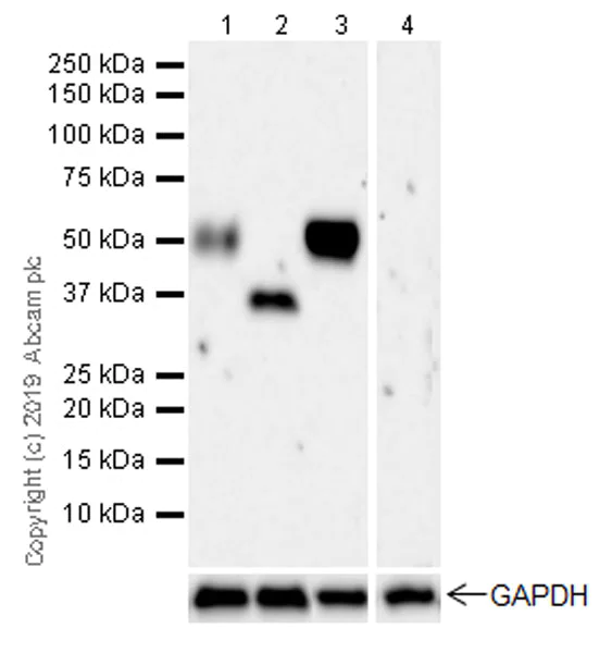 Western blot - Anti-OPCML antibody [EPR22947-46] (AB238143)