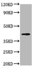 Western blot - Anti-Opn1mw antibody (AB236916)