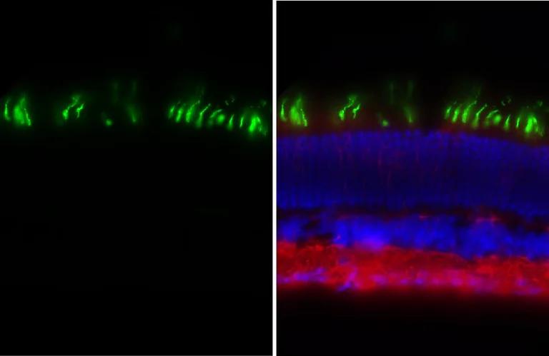 Immunohistochemistry (Frozen sections) - Anti-OPN1MW antibody [HL3435] - BSA and Azide free (AB325868)