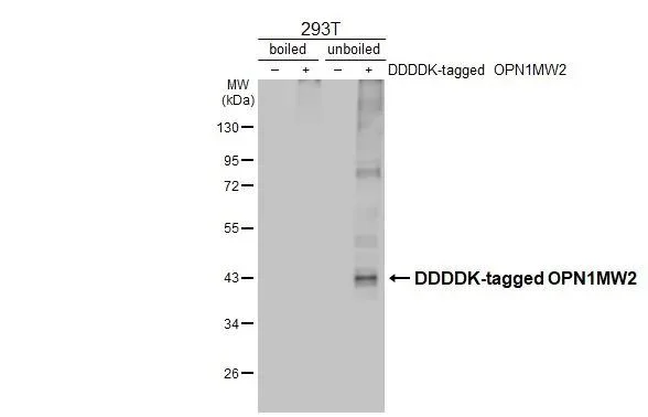 Western blot - Anti-OPN1MW antibody [HL3435] - BSA and Azide free (AB325868)