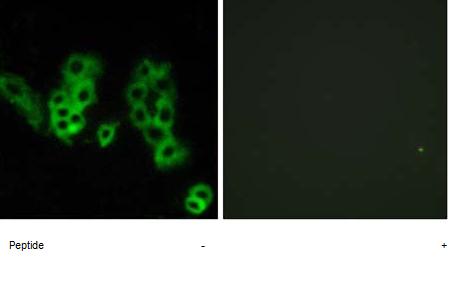 Immunocytochemistry/ Immunofluorescence - Anti-OPN3 antibody (AB75285)