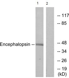 Western blot - Anti-OPN3 antibody (AB75285)