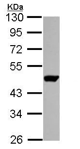 Western blot - Anti-OPRT antibody (AB155763)