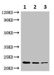 Western blot - Anti-OPRT antibody (AB234676)