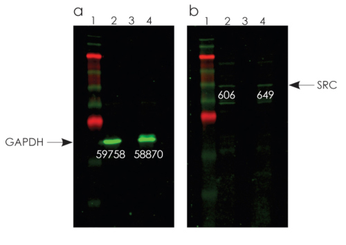 Western blot - Optiblot SDS-PAGE Sample Preparation Kit (AB133414), expandable thumbnail