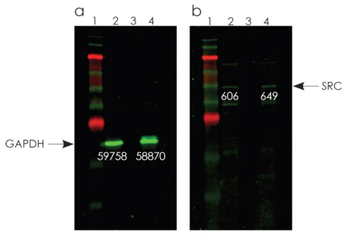 Western blot - Optiblot SDS-PAGE Sample Preparation Kit (AB133414)