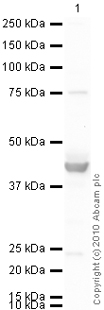 Western blot - Anti-Optineurin antibody (AB23666)