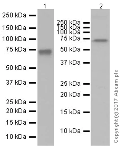 Western blot - Anti-Optineurin antibody [EPR20654] (AB213556)