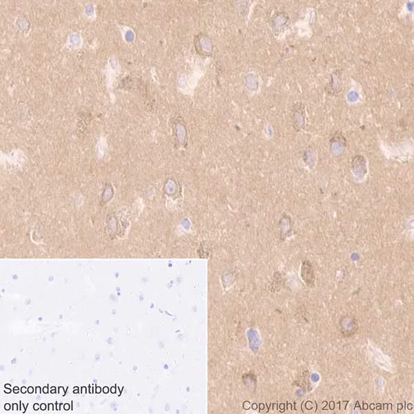 Immunohistochemistry (Formalin/PFA-fixed paraffin-embedded sections) - Anti-Optineurin antibody [EPR20654] - BSA and Azide free (AB240979)