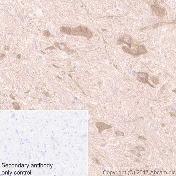 Immunohistochemistry (Formalin/PFA-fixed paraffin-embedded sections) - Anti-Optineurin antibody [EPR20654] - BSA and Azide free (AB240979)