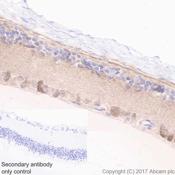 Immunohistochemistry (Formalin/PFA-fixed paraffin-embedded sections) - Anti-Optineurin antibody [EPR20654] - BSA and Azide free (AB240979)