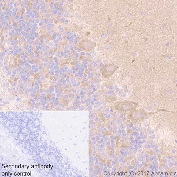 Immunohistochemistry (Formalin/PFA-fixed paraffin-embedded sections) - Anti-Optineurin antibody [EPR20654] - BSA and Azide free (AB240979)