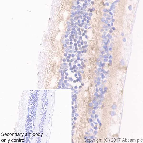Immunohistochemistry (Formalin/PFA-fixed paraffin-embedded sections) - Anti-Optineurin antibody [EPR20654] - BSA and Azide free (AB240979)