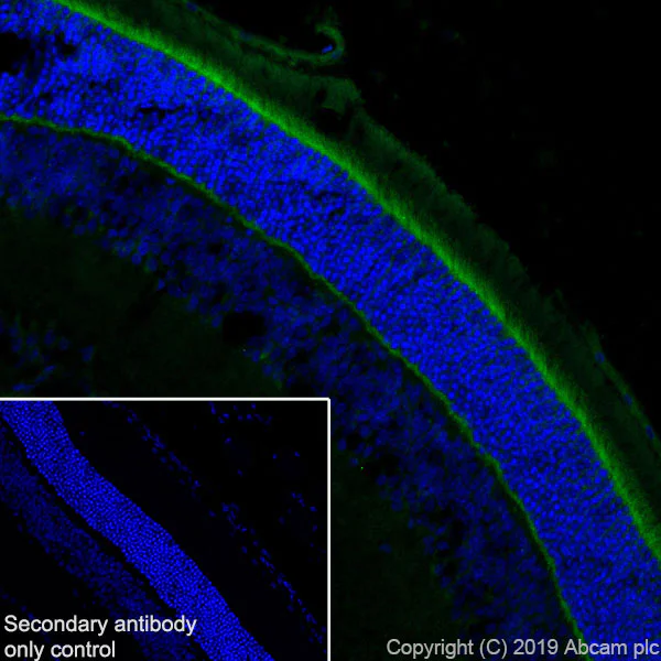 Immunohistochemistry (Frozen sections) - Anti-Optineurin antibody [EPR20654] - BSA and Azide free (AB240979)