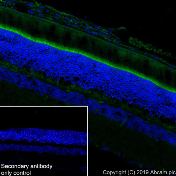 Immunohistochemistry (Frozen sections) - Anti-Optineurin antibody [EPR20654] - BSA and Azide free (AB240979)