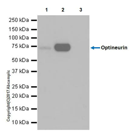 Immunoprecipitation - Anti-Optineurin antibody [EPR20654] - BSA and Azide free (AB240979)