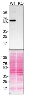 Western blot - Anti-Optineurin antibody [EPR20654] - BSA and Azide free (AB240979)