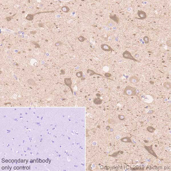 Immunohistochemistry (Formalin/PFA-fixed paraffin-embedded sections) - Anti-Optineurin antibody [EPR23059-124] (AB242146), expandable thumbnail