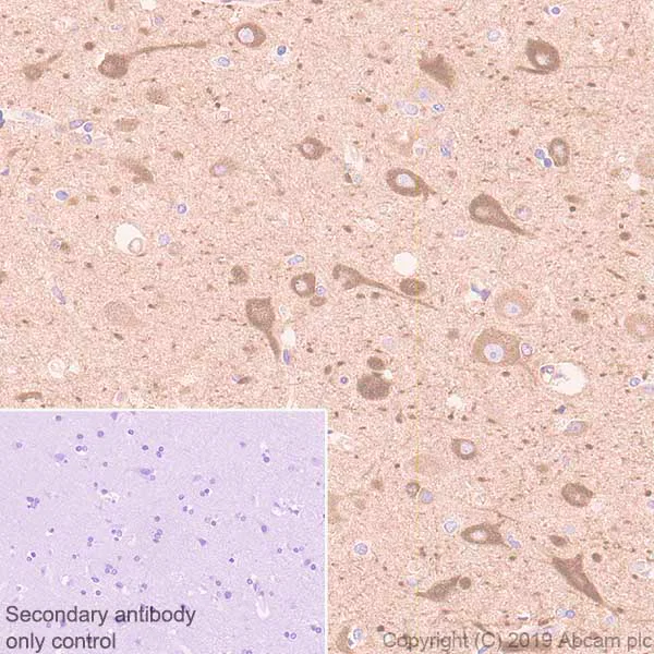 Immunohistochemistry (Formalin/PFA-fixed paraffin-embedded sections) - Anti-Optineurin antibody [EPR23059-124] (AB242146)