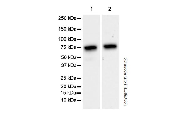 Western blot - Anti-Optineurin antibody [EPR23059-124] (AB242146), expandable thumbnail
