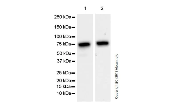 Western blot - Anti-Optineurin antibody [EPR23059-124] (AB242146)
