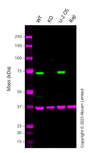 Western blot - Anti-Optineurin antibody [EPR23059-124] (AB242146)