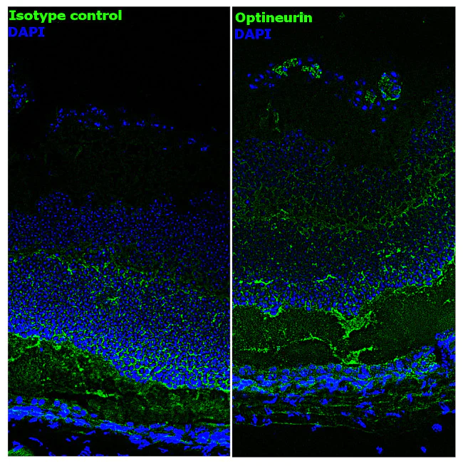 Immunohistochemistry (Frozen sections) - Anti-Optineurin Antibody [RP23040250] (AB313418)