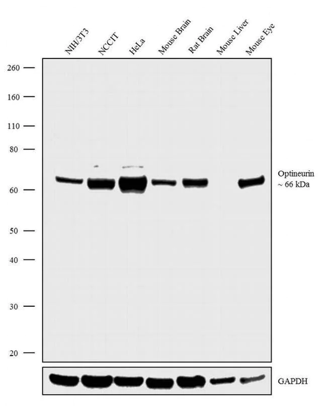 Western blot - Anti-Optineurin Antibody [RP23040250] (AB313418)