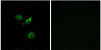 Immunocytochemistry/ Immunofluorescence - Anti-OR10AD1 antibody (AB129895)