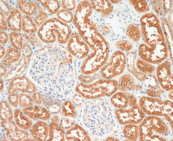 Immunohistochemistry (Formalin/PFA-fixed paraffin-embedded sections) - Anti-Orai1 antibody [266.1] (AB175040)