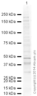 Western blot - Anti-Orai1 antibody [266.1] (AB175040)