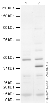 Western blot - Anti-Orai1 antibody [266.1] (AB175040)