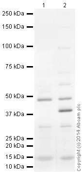 Western blot - Anti-Orai1 antibody [266.1] (AB175040)