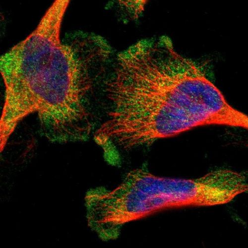Immunocytochemistry - Anti-Orai1 antibody (AB244352), expandable thumbnail