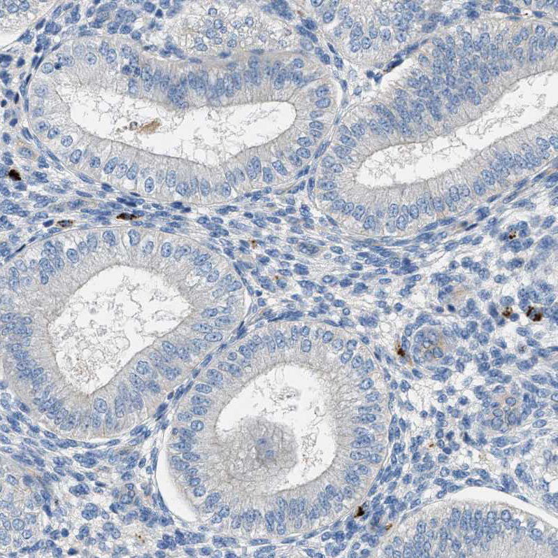 Immunohistochemistry (Formalin/PFA-fixed paraffin-embedded sections) - Anti-Orai1 antibody (AB244352), expandable thumbnail