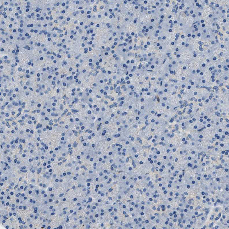 Immunohistochemistry (Formalin/PFA-fixed paraffin-embedded sections) - Anti-Orai1 antibody (ab244352), expandable thumbnail